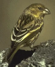 尼岛拟管舌雀(Telespiza ultima)