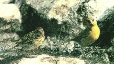 尼岛拟管舌雀(Telespiza ultima)