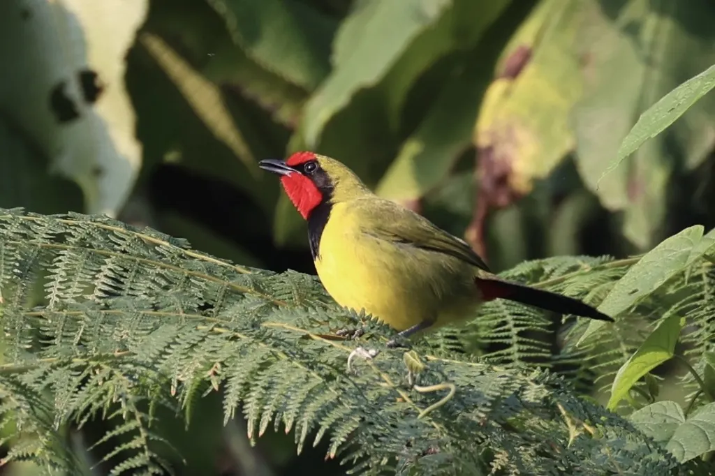 杜氏丛鵙(Telophorus dohertyi)