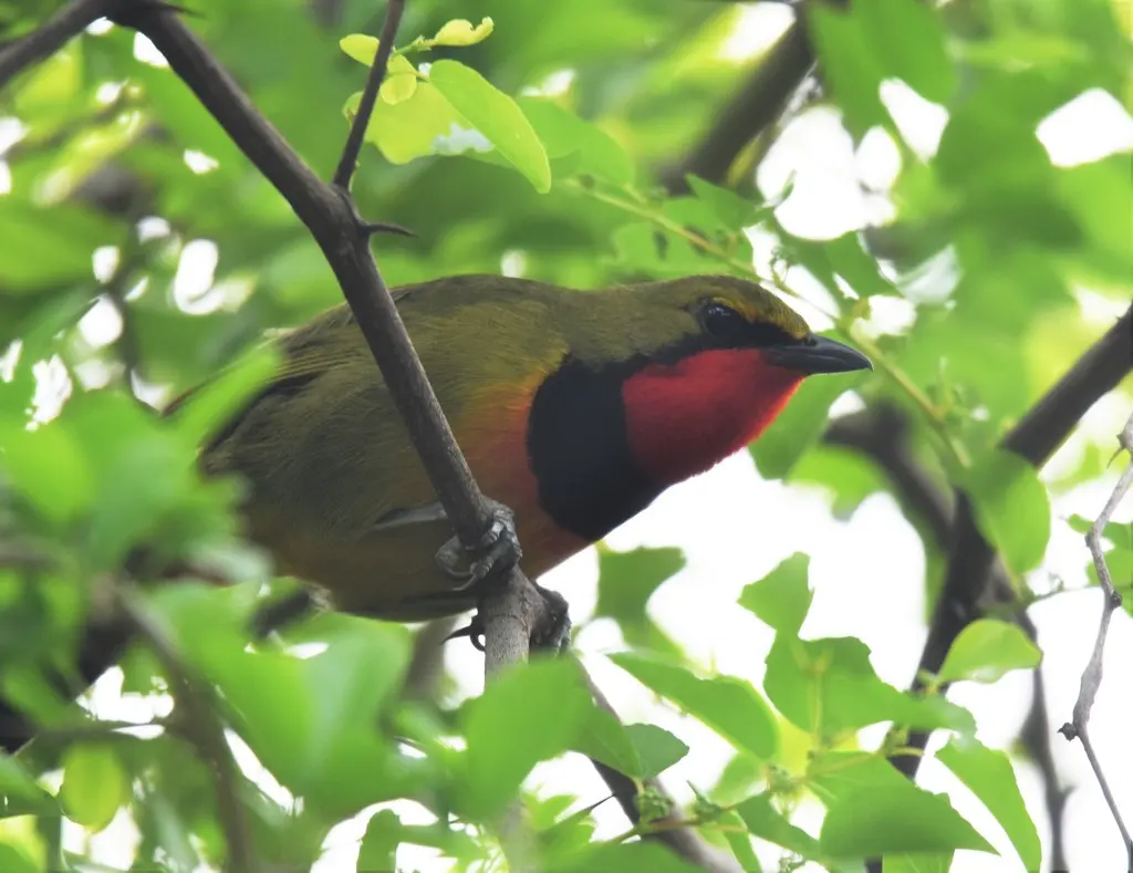 四色丛鵙(Telophorus viridis)