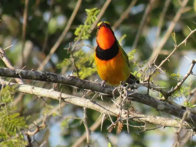 四色丛鵙(Telophorus viridis)