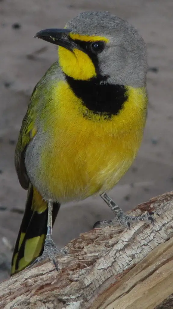 南非丛鵙(Telophorus zeylonus)