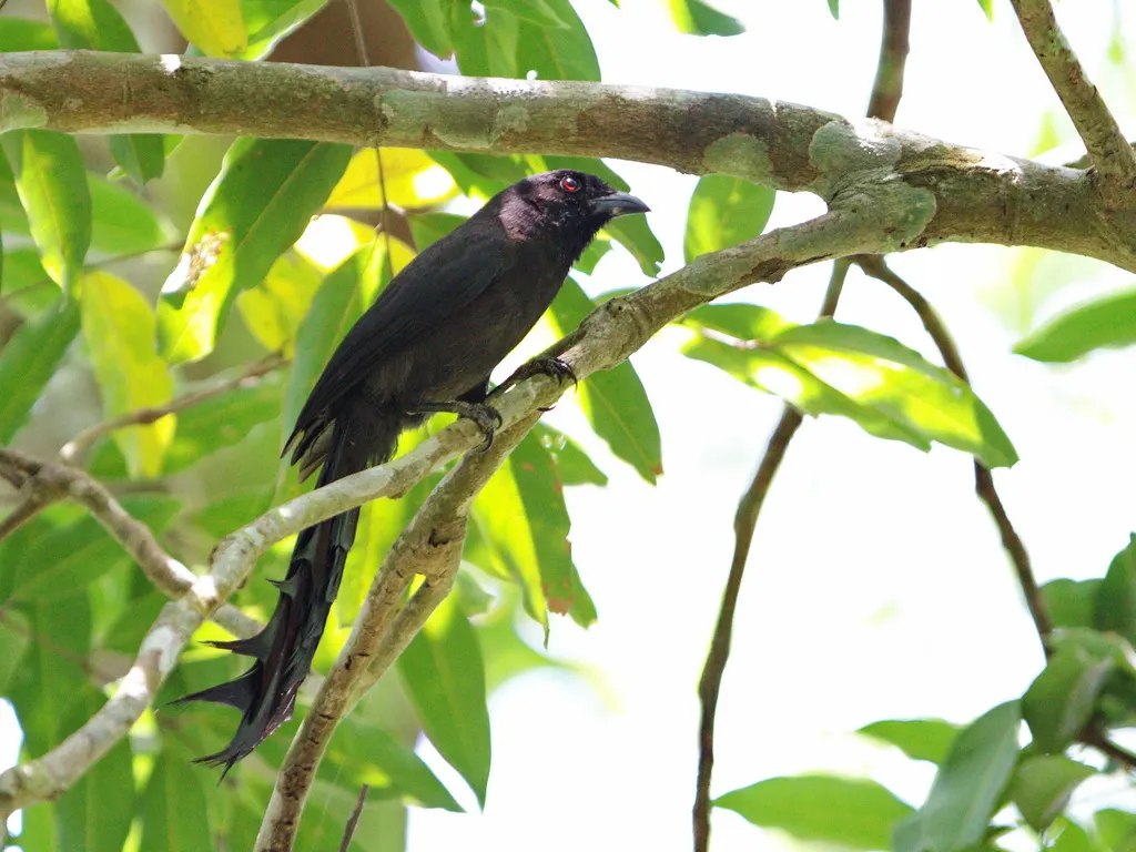 塔尾树鹊(Temnurus temnurus)