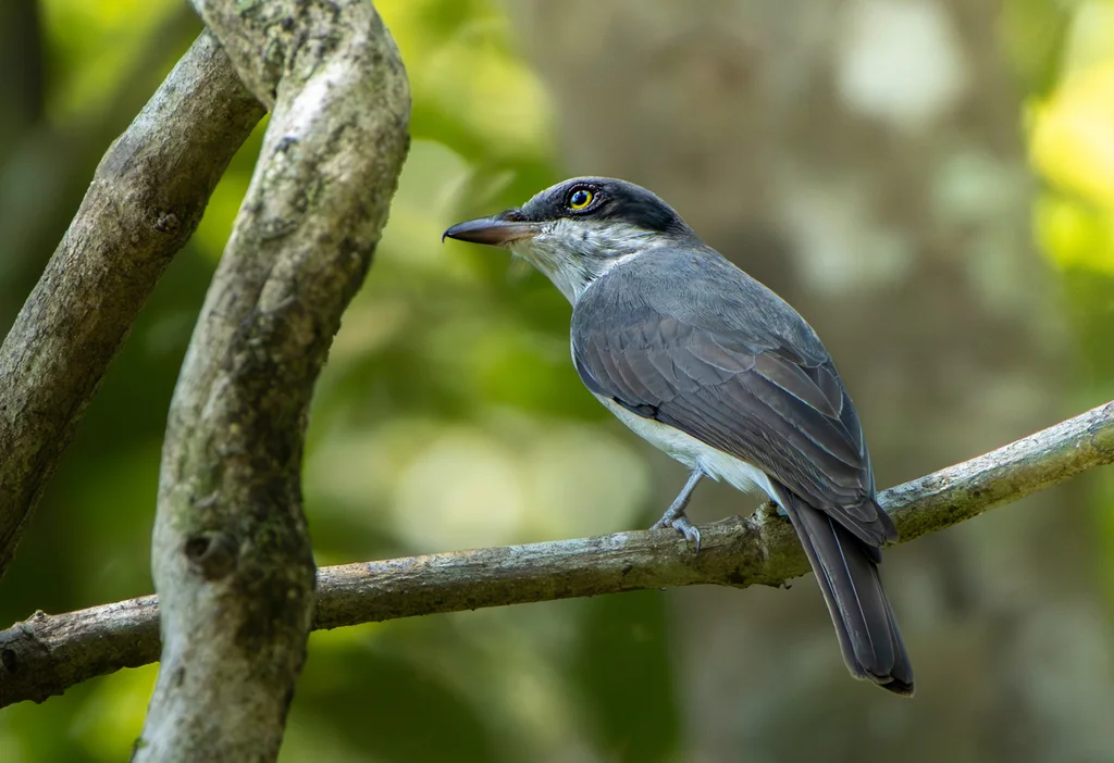西钩嘴林鵙(Tephrodornis sylvicola)