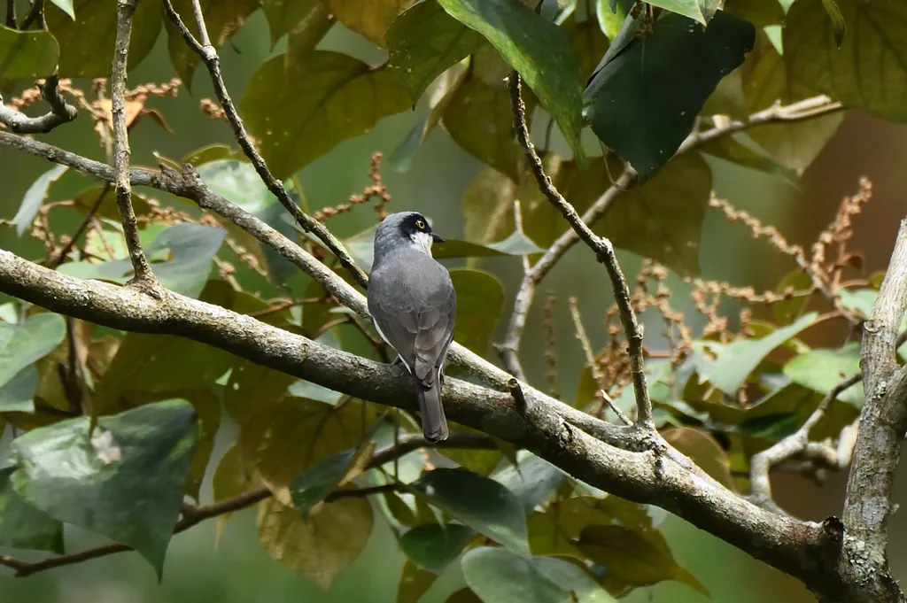 西钩嘴林鵙(Tephrodornis sylvicola)