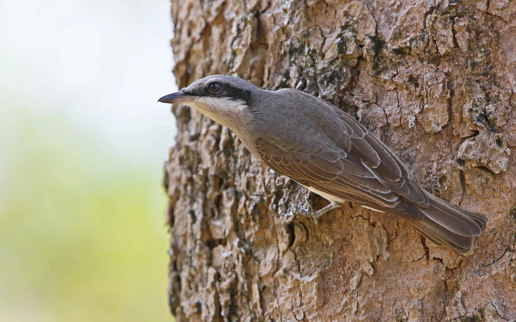 钩嘴林鵙(Tephrodornis virgatus)