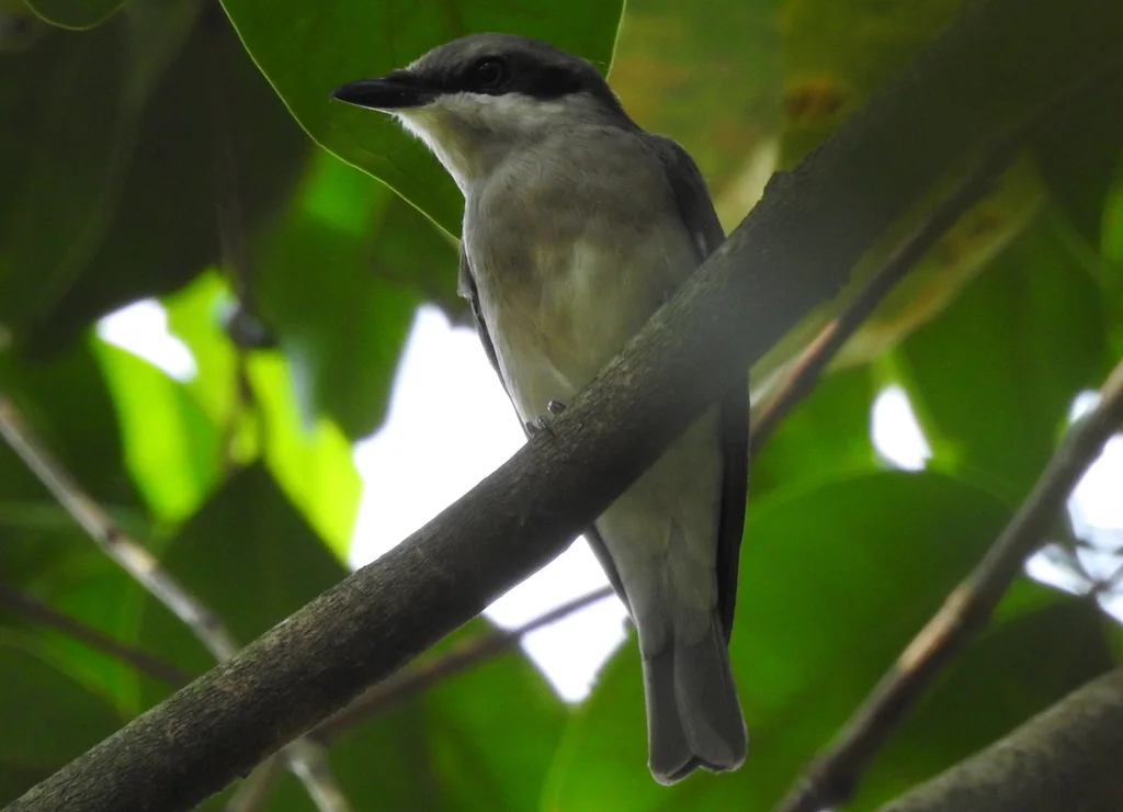 钩嘴林鵙(Tephrodornis virgatus)