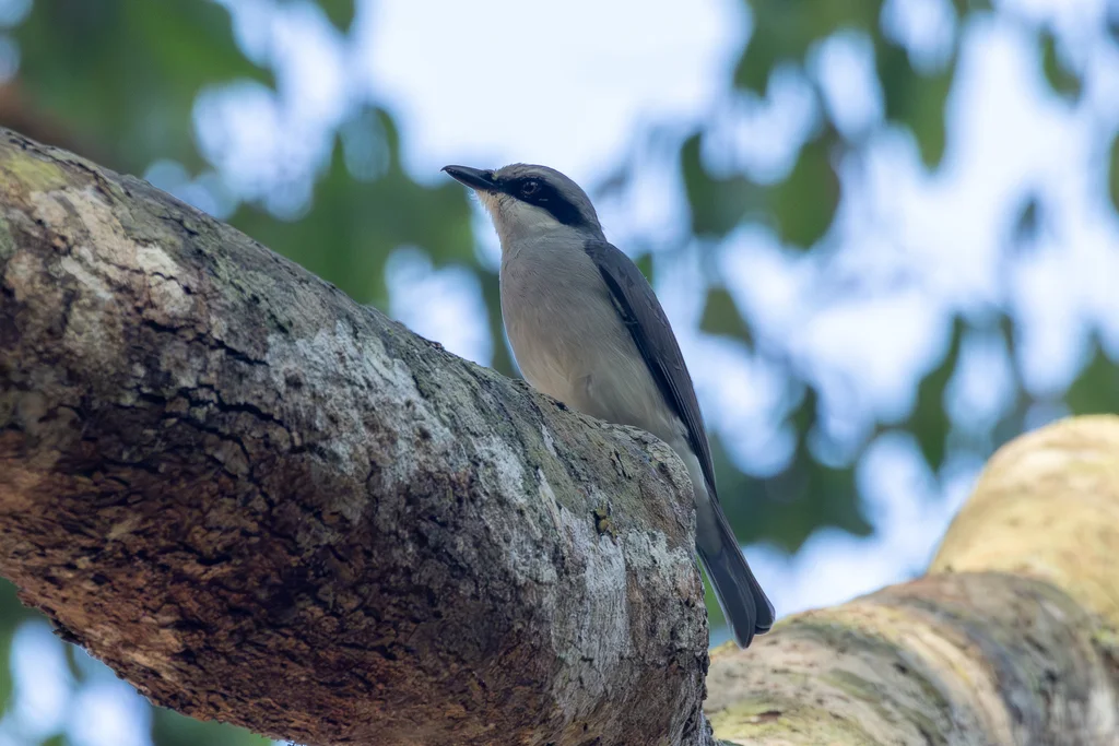 钩嘴林鵙(Tephrodornis virgatus)