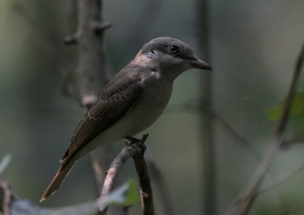 钩嘴林鵙(Tephrodornis virgatus)