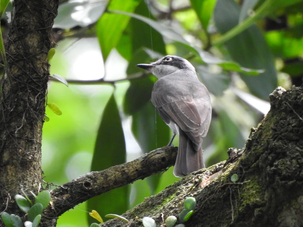 钩嘴林鵙(Tephrodornis virgatus)