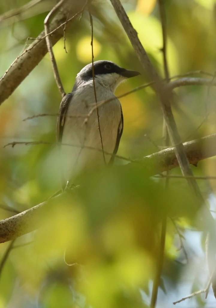 钩嘴林鵙(Tephrodornis virgatus)