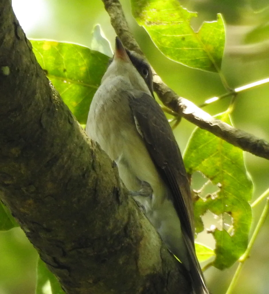钩嘴林鵙(Tephrodornis virgatus)