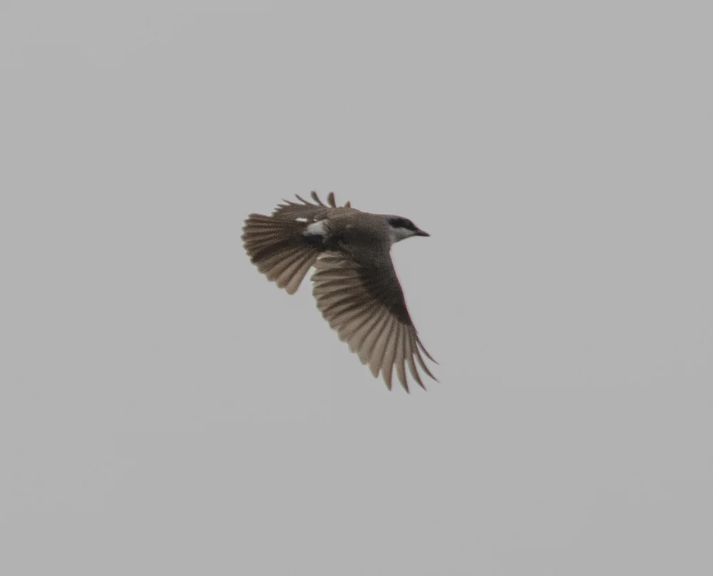 钩嘴林鵙(Tephrodornis virgatus)