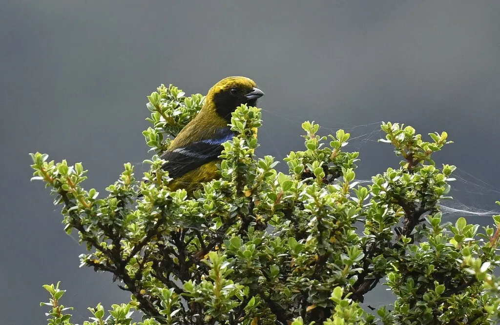 花脸山裸鼻雀(Tephrophilus wetmorei)