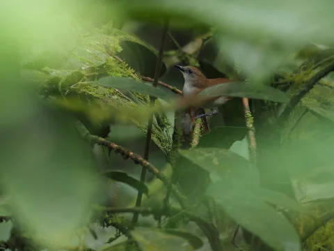双色绣眼鸟