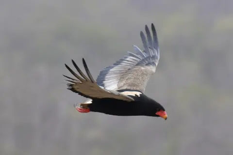 短尾雕