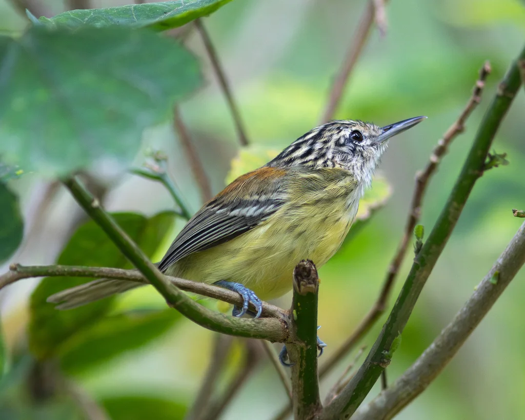 纹顶蚁鹩(Terenura maculata)