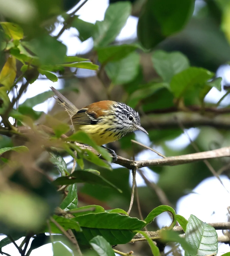 纹顶蚁鹩(Terenura maculata)