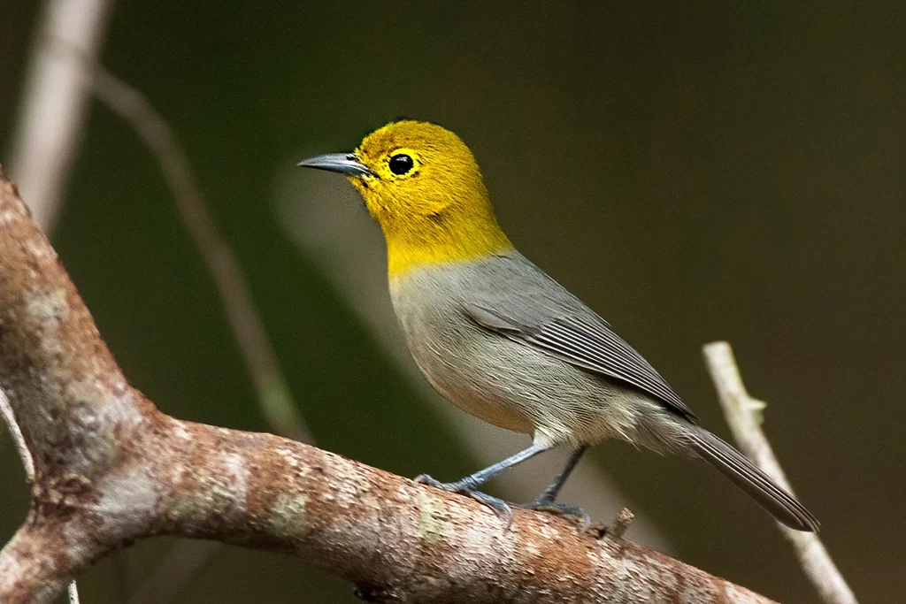 黄头灰森莺(Teretistris fernandinae)