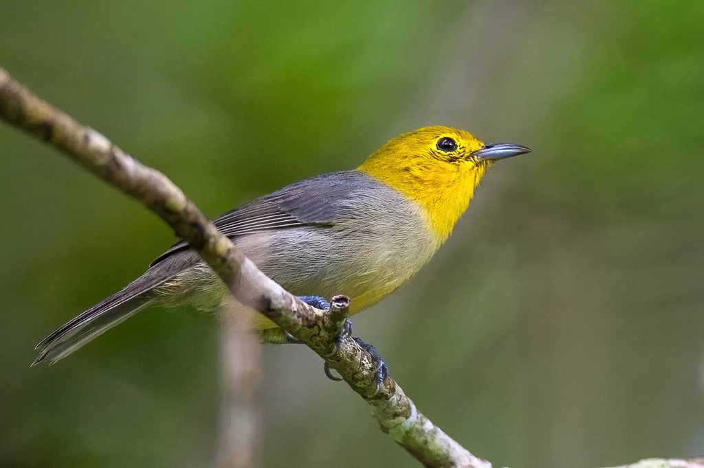 黄头灰森莺(Teretistris fernandinae)