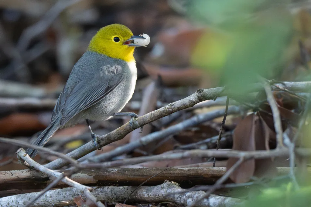 黄头灰森莺(Teretistris fernandinae)