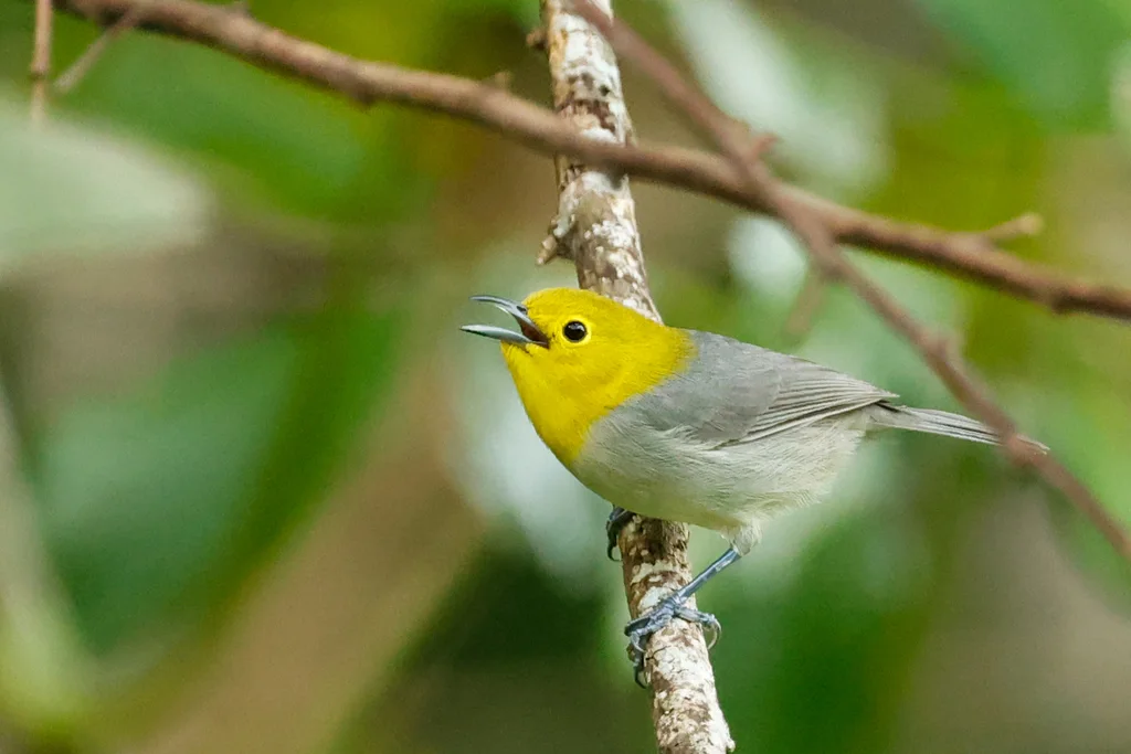 黄头灰森莺(Teretistris fernandinae)