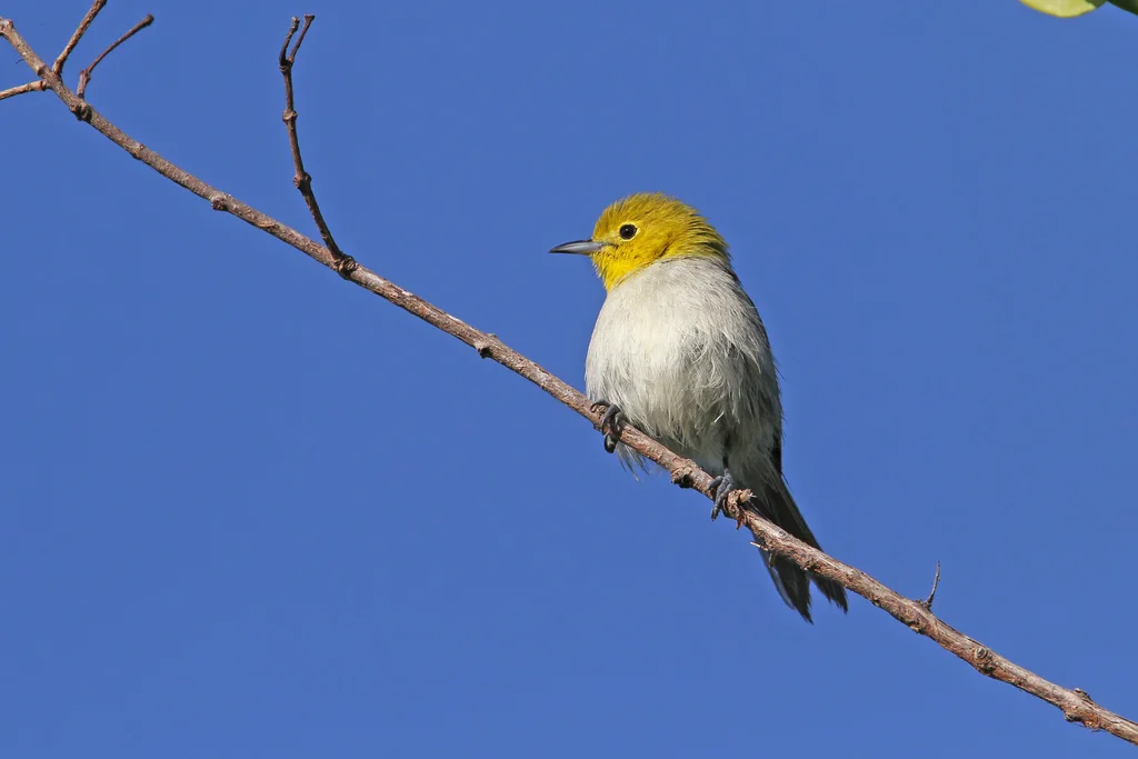 黄头灰森莺(Teretistris fernandinae)