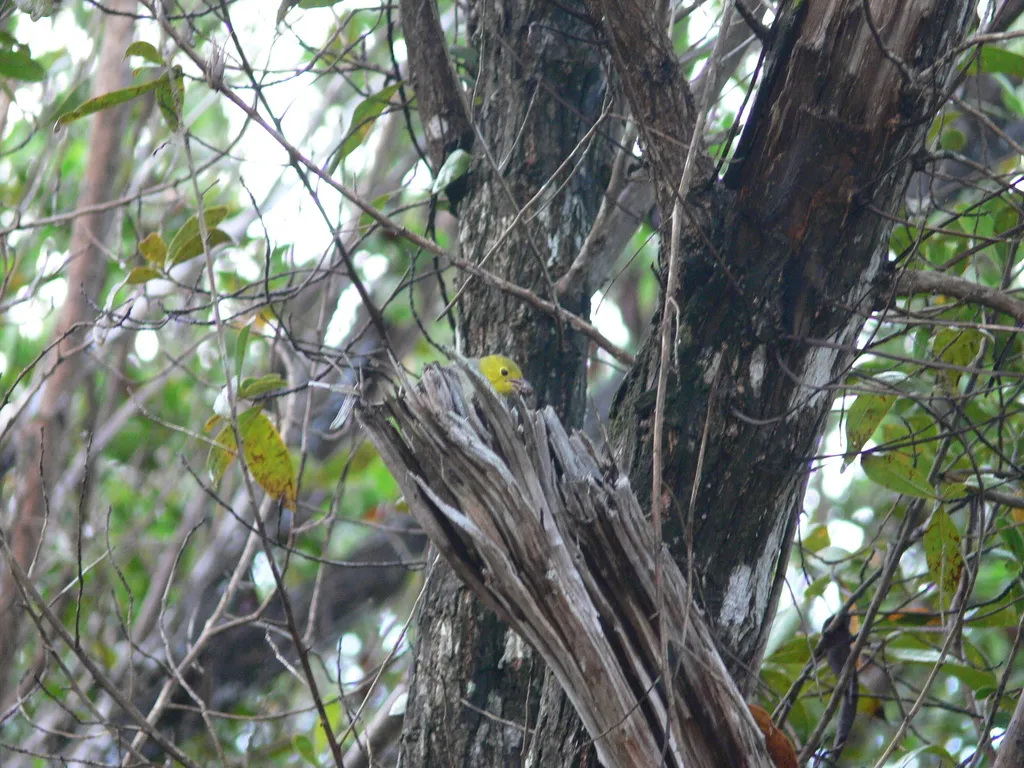 黄头灰森莺(Teretistris fernandinae)