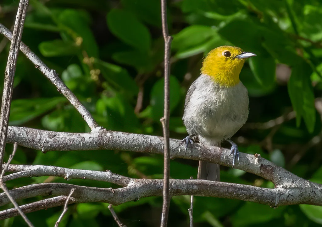 黄头灰森莺(Teretistris fernandinae)