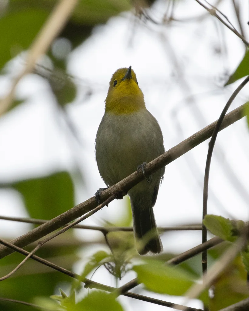 黄头灰森莺(Teretistris fernandinae)