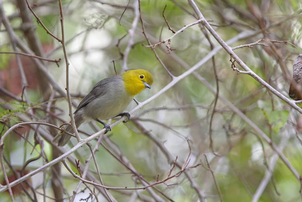 黄头灰森莺(Teretistris fernandinae)