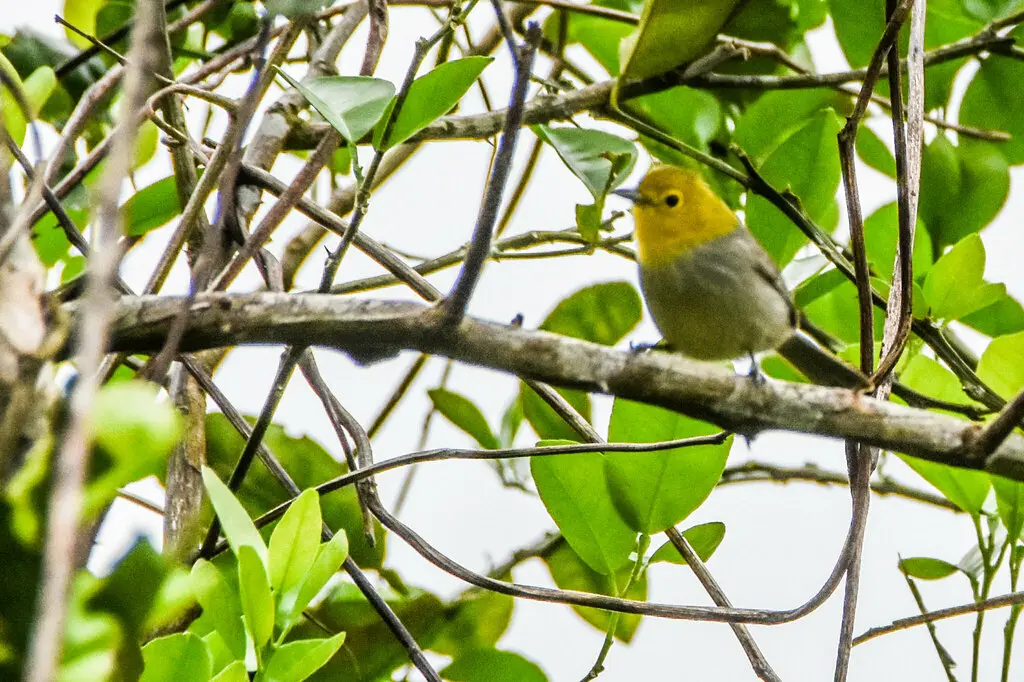 黄头灰森莺(Teretistris fernandinae)