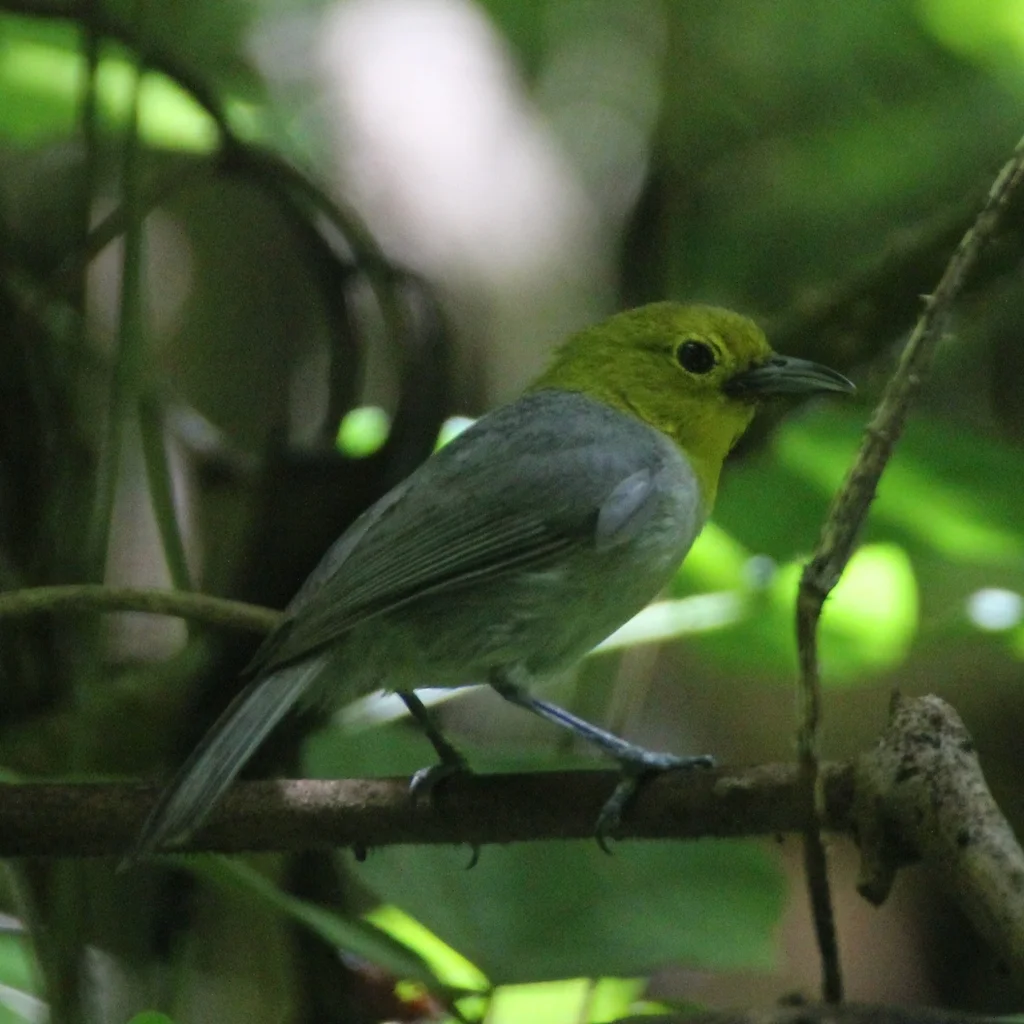 黄头灰森莺(Teretistris fernandinae)