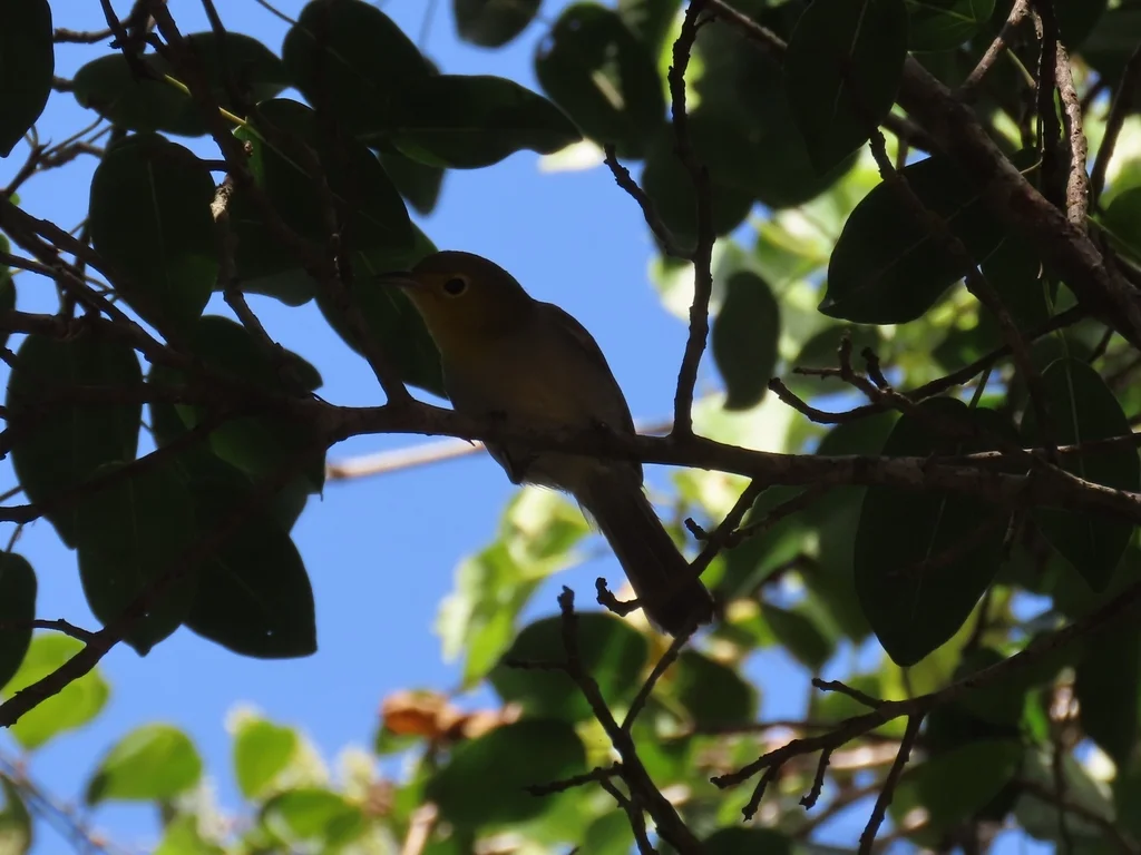 黄头灰森莺(Teretistris fernandinae)