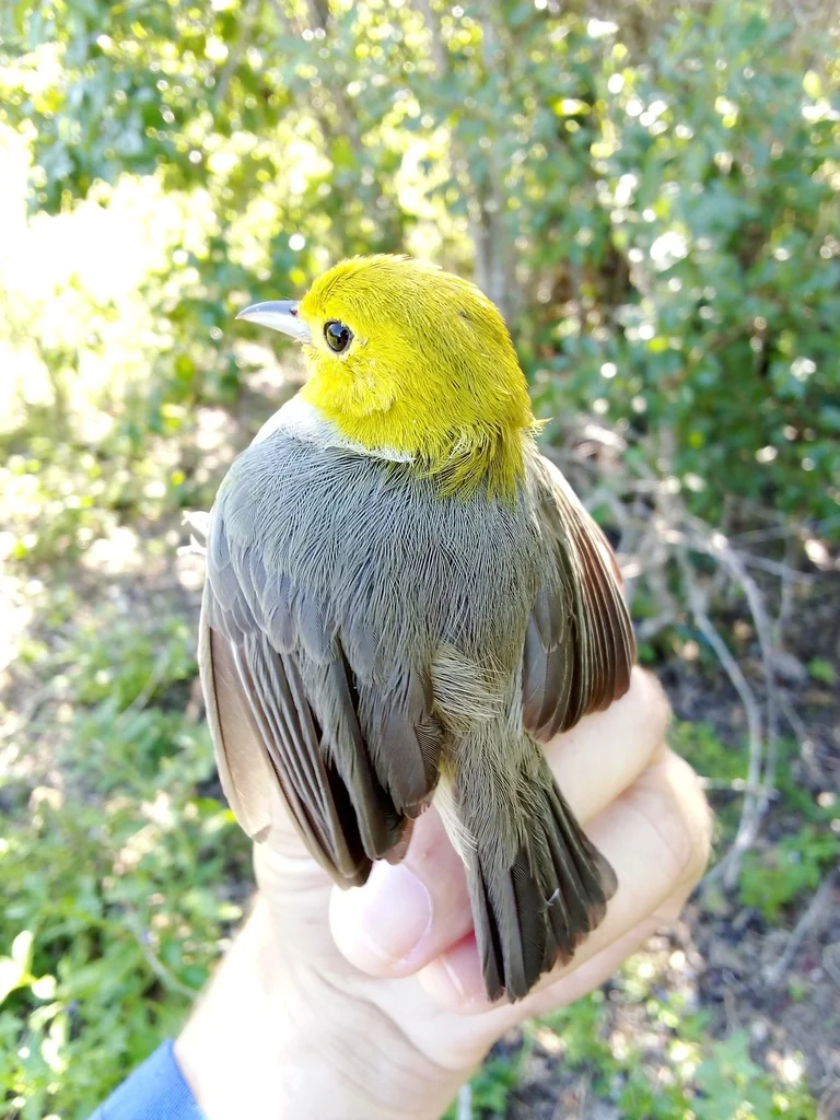 黄头灰森莺(Teretistris fernandinae)