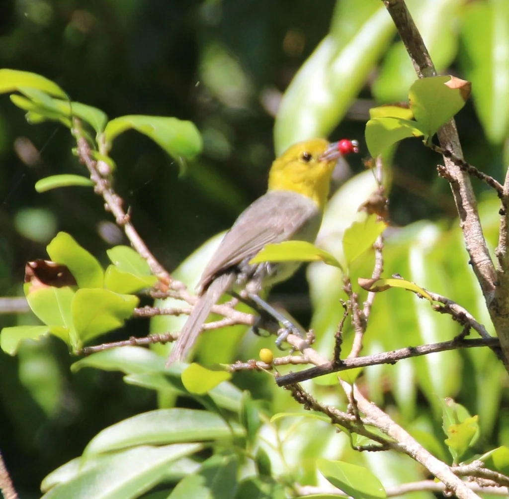 黄头灰森莺(Teretistris fernandinae)