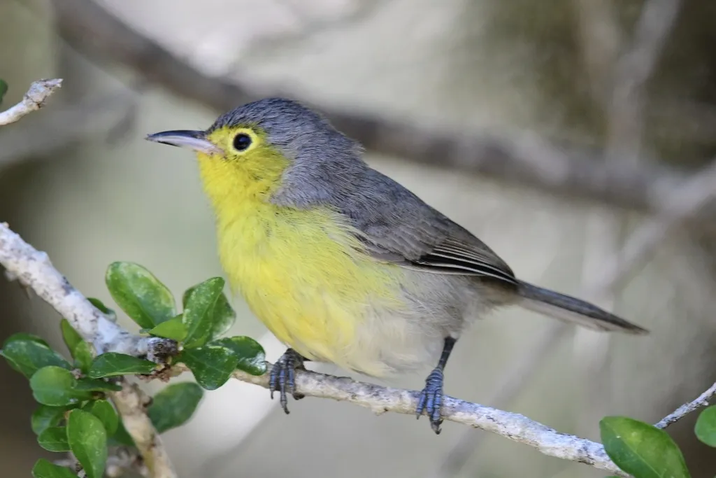 灰森莺(Teretistris fornsi)