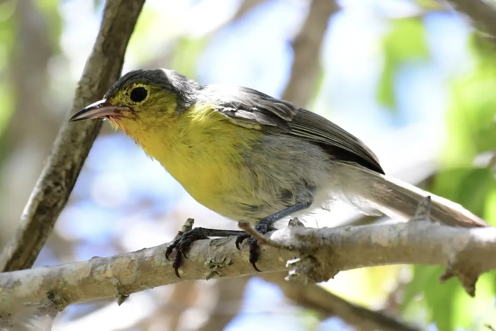 灰森莺(Teretistris fornsi)