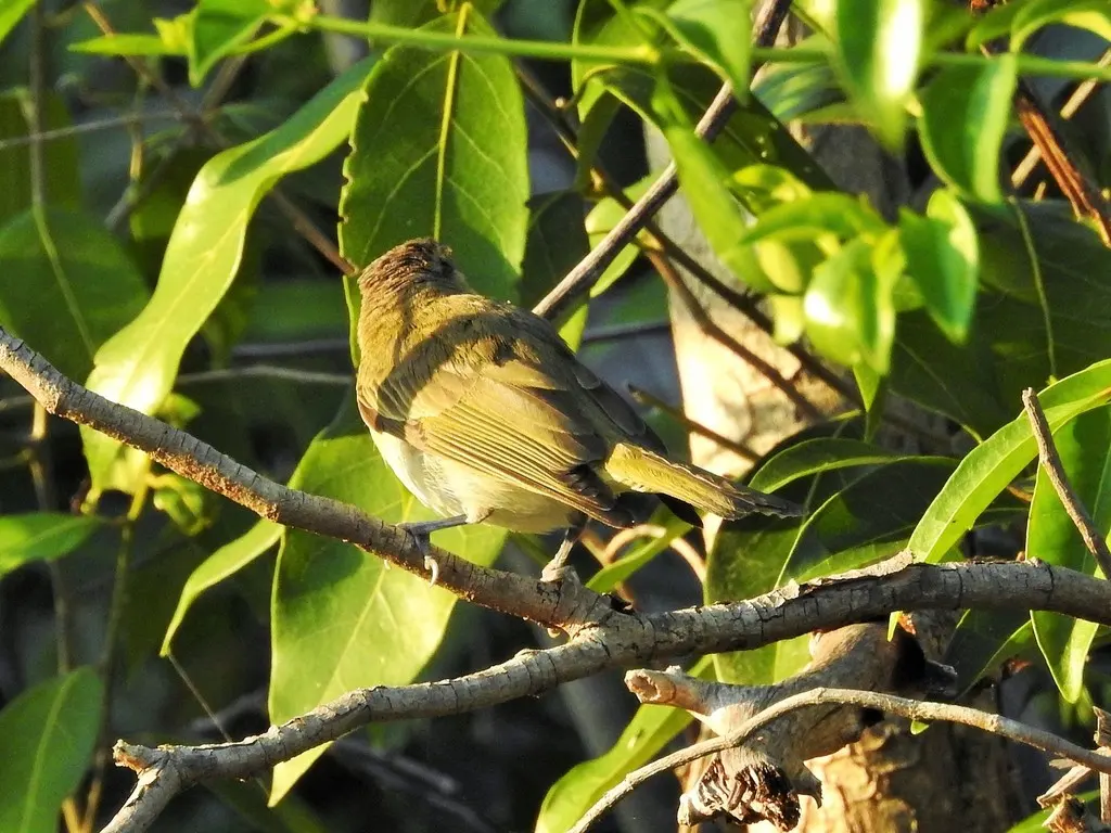 灰森莺(Teretistris fornsi)