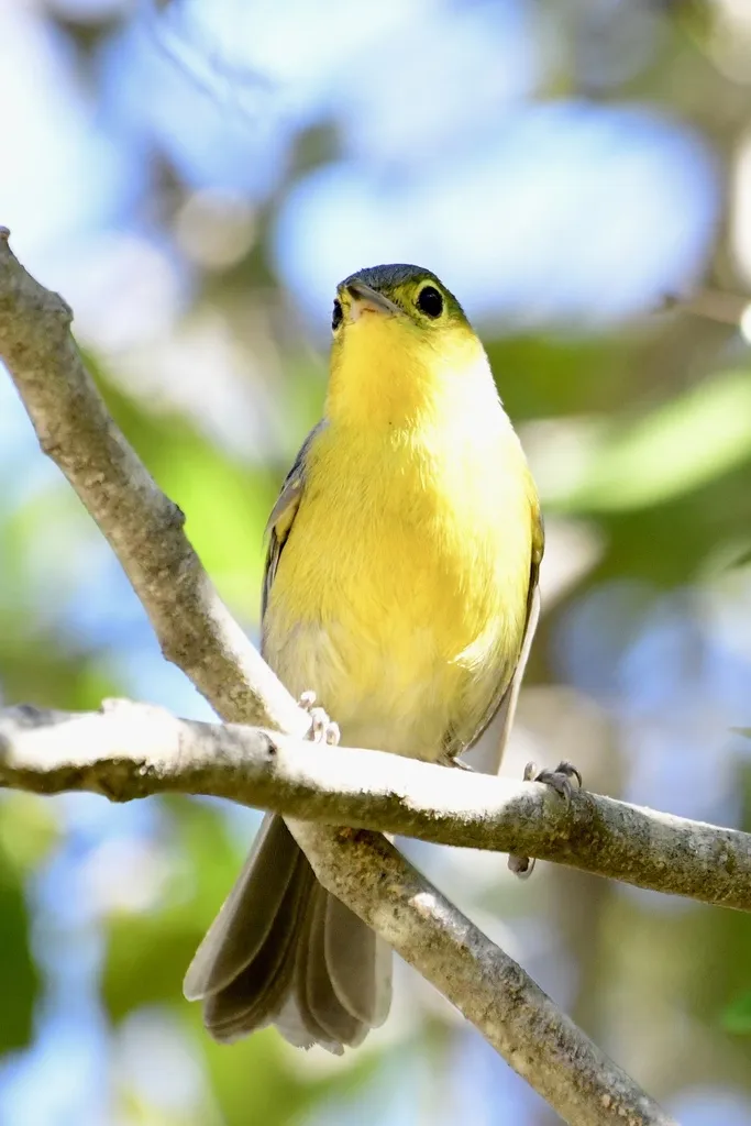 灰森莺(Teretistris fornsi)