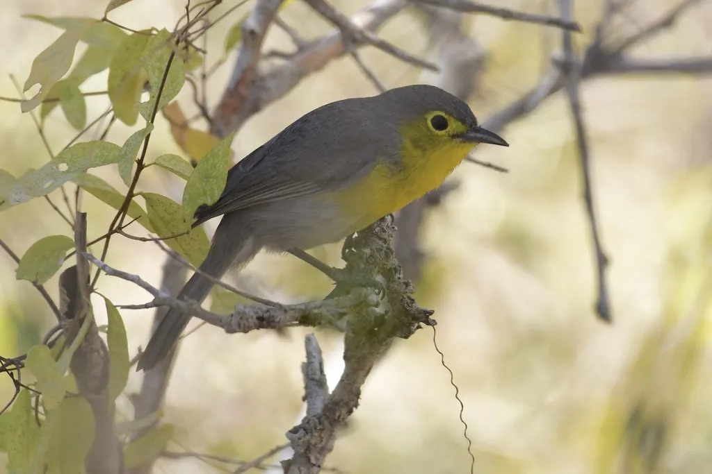 灰森莺(Teretistris fornsi)