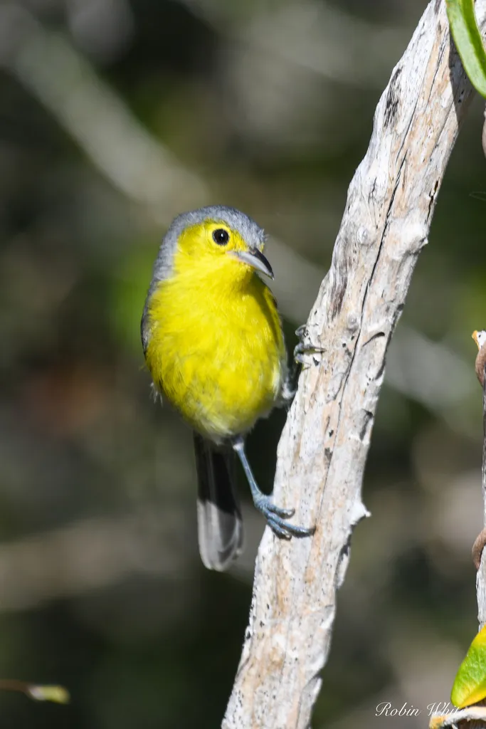 灰森莺（Teretistris fornsi）