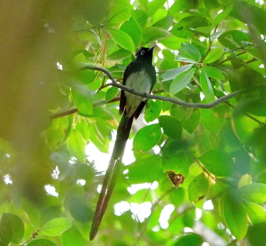 紫寿带（Terpsiphone atrocaudata）