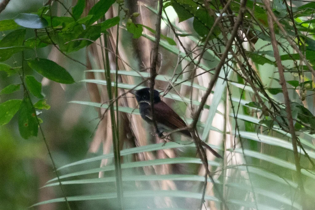 紫寿带（Terpsiphone atrocaudata）