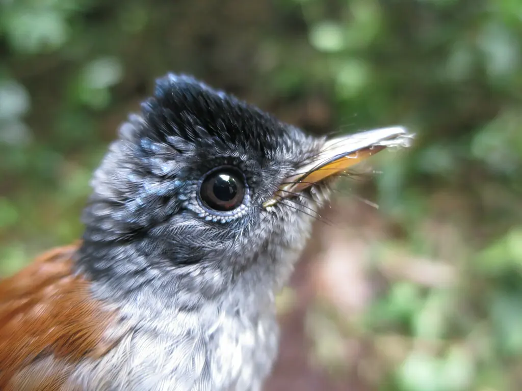 圣多美寿带(Terpsiphone atrochalybeia)