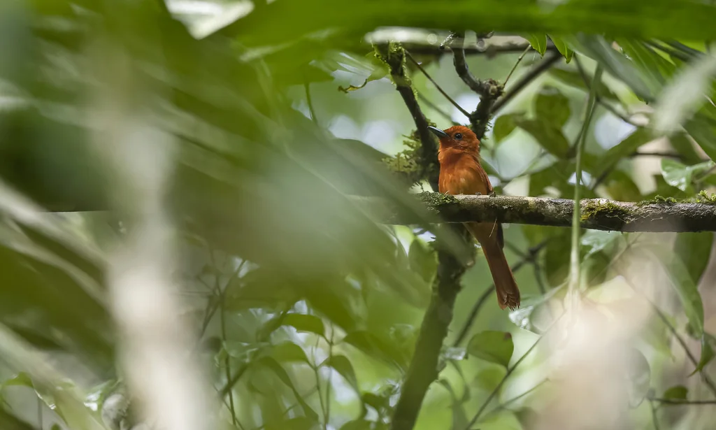 棕寿带(Terpsiphone cinnamomea)
