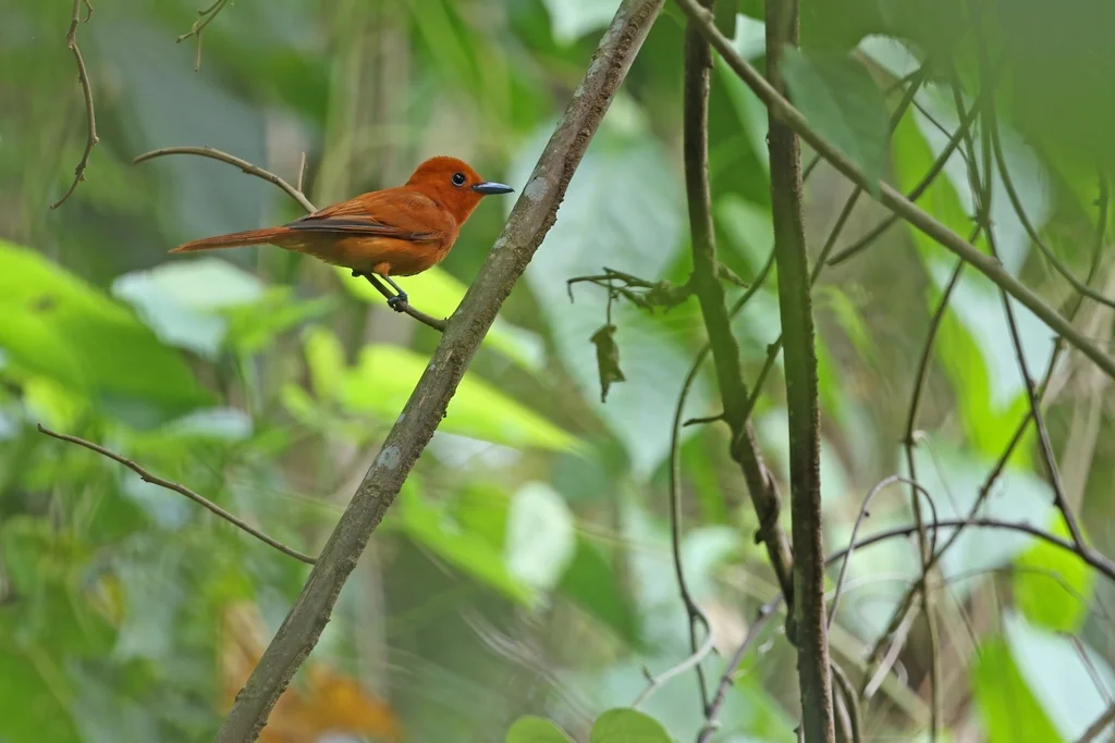 棕寿带(Terpsiphone cinnamomea)