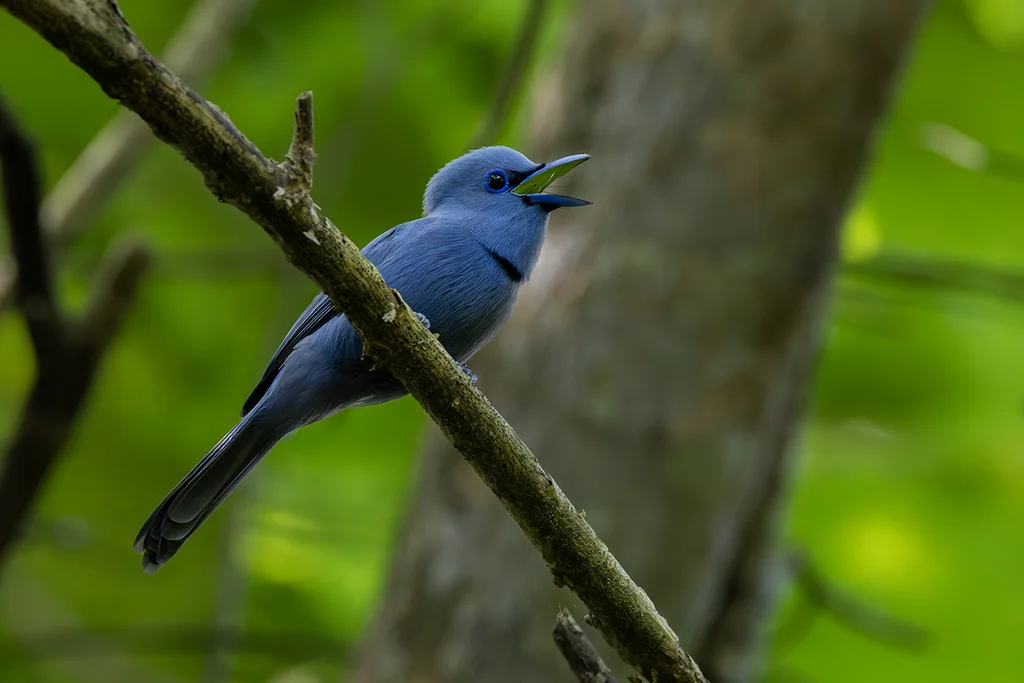 蓝寿带（Terpsiphone cyanescens）