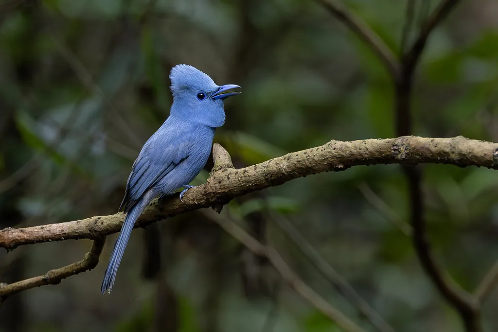 蓝寿带（Terpsiphone cyanescens）