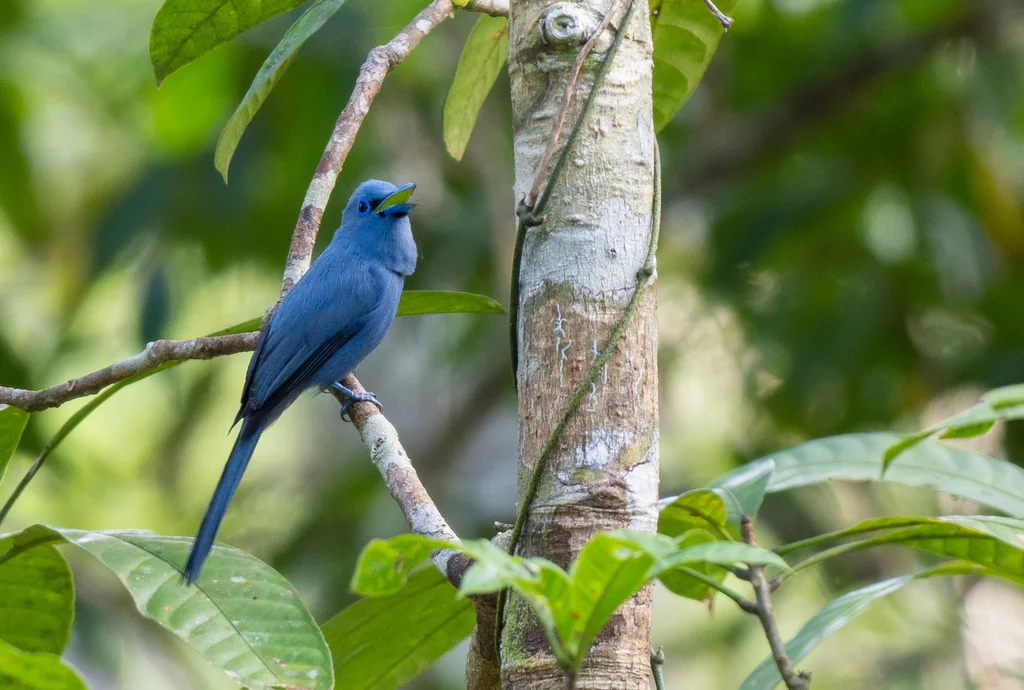 蓝寿带（Terpsiphone cyanescens）